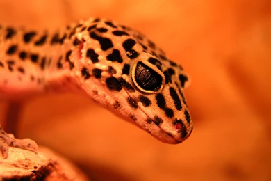 DeviantArt: More Like Leopard Gecko Wallpapers 2 By Desversen