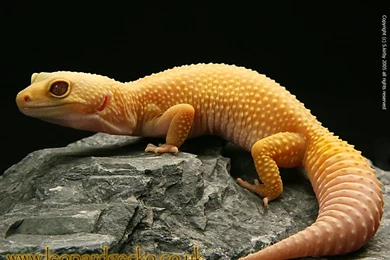 The Pictures For > Leopard Gecko Wallpapers Computer