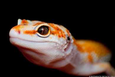 Leopard Gecko Hd ImgMob