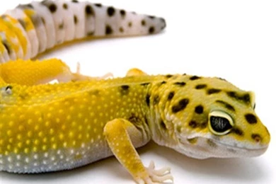 Leopard Gecko Animal iPhone Wallpapers, iPhone 5(s)/4(s)/3G Wallpapers
