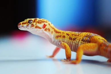 View Topic   Leopard Gecko   Chicken Smoothie