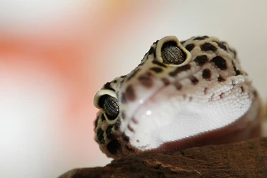 Gecko Wallpapers   Wallpapers Cave
