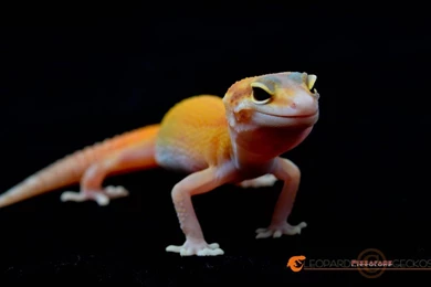 RAPTOR Leopard Gecko By Basticelis On DeviantArt