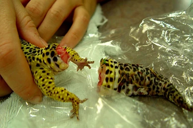 Smiling Leopard Gecko