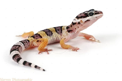 Leopard Gecko Juvenile (Eublepharis Macularius)
