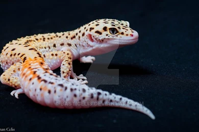 Leopard Gecko By Basticelis On DeviantArt
