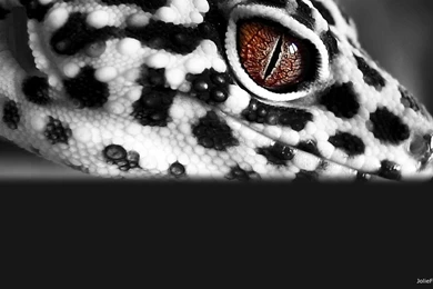Leopard Gecko Wallpapers HD Download