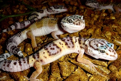 Baby Leopard Gecko