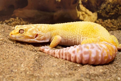 Aptor Leopard Gecko Adult By Biggoofybastard On DeviantArt