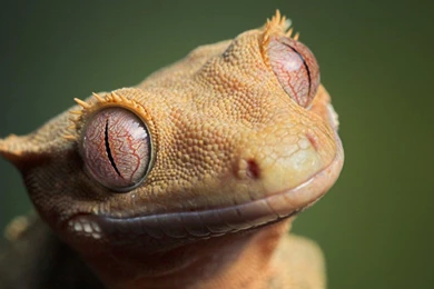 Leopard Gecko Wallpapers HD Download