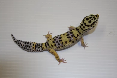Leopard Gecko