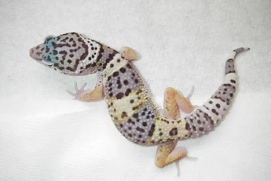 Baby Leopard Gecko