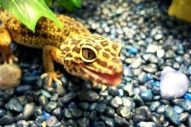 Leopard Gecko   Wallpaper.
