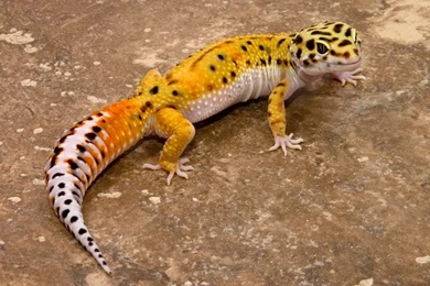 Leopard Gecko
