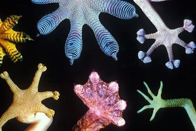 Leopard Gecko I Has Feets