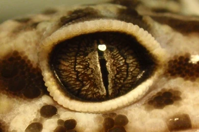 Leopard Gecko Eye By LaurenArt14 On DeviantArt