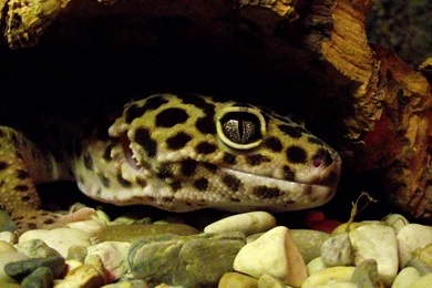 Leopard Gecko. » Dartmoor Zoo Gallery