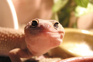 Leopard Gecko Wallpapers HD Download