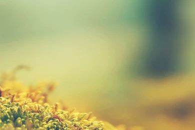 Plant LG G3 Wallpapers HD