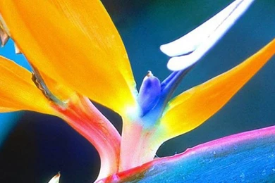 Plant LG G4 Wallpapers HD