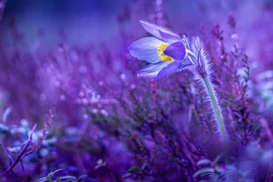 Lilac Flower Wallpapers Download Of Beautiful Purple Flower