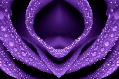 Purple Flower Exclusive HD Wallpapers