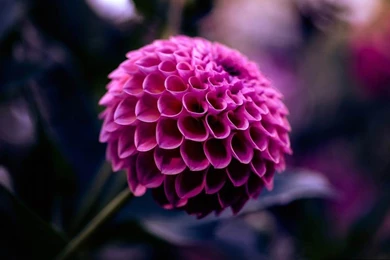 Purple Dahlia Flower HD Wallpapers   New HD Wallpapers