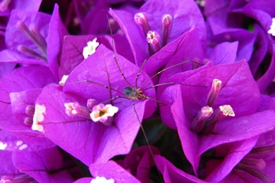 Zoom Purple Flower Purple Flowers Wallpapers