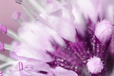 640x1136 Purple Flower Desktop PC And Mac Wallpapers