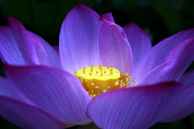 Purple Lotus Flower Wallpapers 08, Lotus Flower Pictures & Images