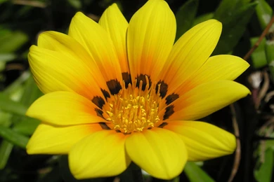 Desktop 3d Hd Wallpapers Widescreen Nature 3d Hd Pictures.