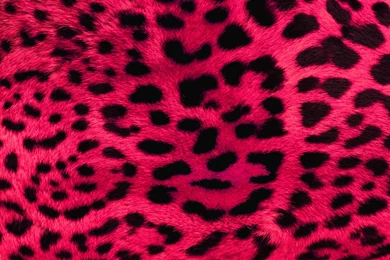 Cheetah Print Desktop Wallpapers Wallpapers Zone