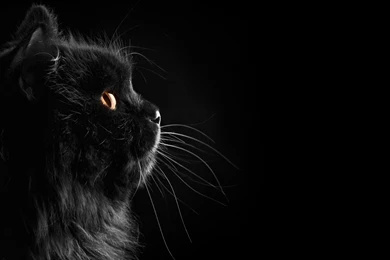 Black Cat Wallpapers