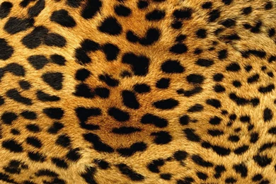 Animal Print Wallpapers