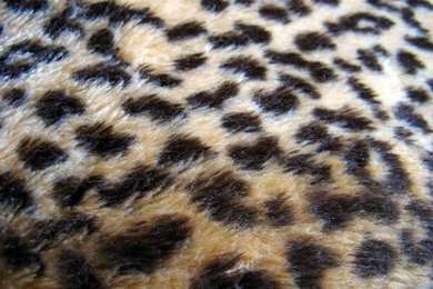 Animal Print Desktop Wallpaper Backgrounds