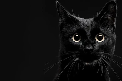 Lucky Black Cat Wallpapers   (