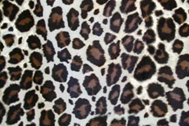 Print Photos Free   Wallpapers High Definition