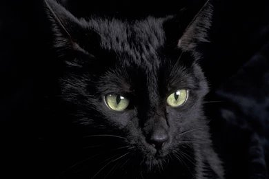 Black Cat Animal Wallpaper HD.jpg