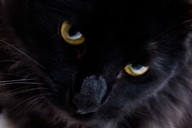 Persian Black Cat Wallpapers