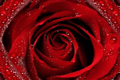 Red Rose Wallpapers For Iphone 2048x2048