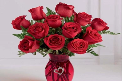Only Red Roses High Quality Wallpapers