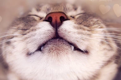 4K Ultra HD Cat Wallpapers HD, Desktop Backgrounds 3840x2160