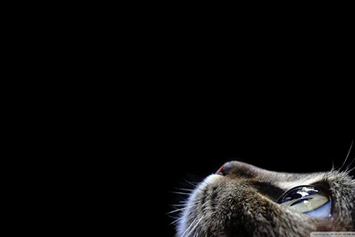 Curious Cat HD Desktop Wallpapers : Widescreen : High Definition ...