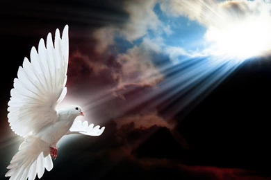 Mourning Doves Pictures & Wallpapers