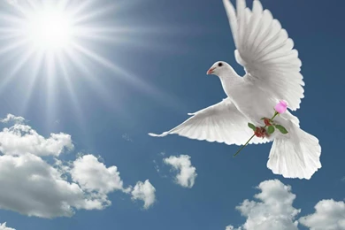 Dove Special Delivery   (