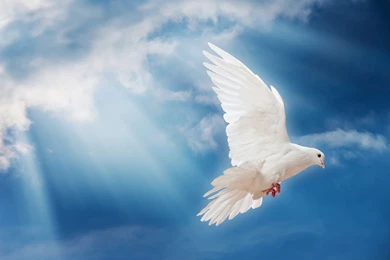 Flying Dove Wallpapers HD Download For Desktop & Mobile