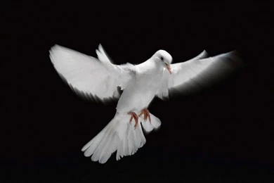 Dove High Quality Wallpapers