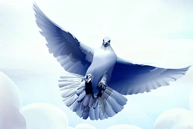 High Quality Dove Wallpapers