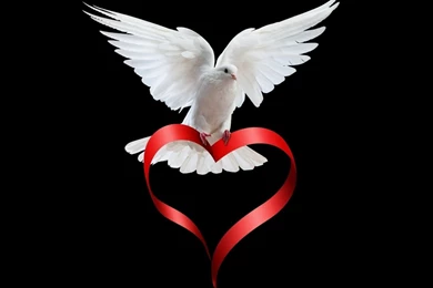 39 Dove HD Wallpapers