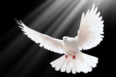 Ultra HD 4K Dove Wallpapers HD, Desktop Backgrounds 3840x2400